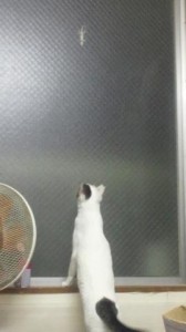 【画像あり】窓の外のお客さんが気になって仕方ないネコ